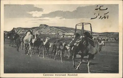 Meskene Caravane Kamele / Syrien /