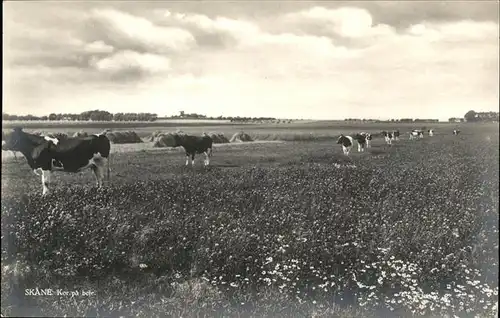 Skane Kuehe / Schweden /