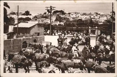 Tanger Marche aux bestiaux Pferd / Marokko /
