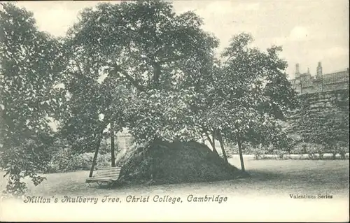 Cambridge Cambridgeshire Miltons Mulberry Tree Christ College  / Cambridge /Cambridgeshire CC