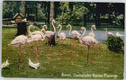 Basel BS Basel Flamingo x / Basel /Bz. Basel Stadt City