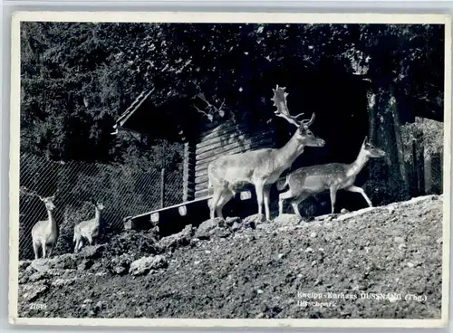 Dussnang Dussnang Hirschplatz x / Dussnang /Bz. Muenchwilen