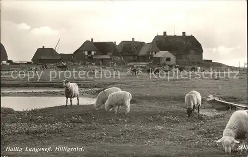 Hallig Langeness Hilligenlei / Langeness /Nordfriesland LKR