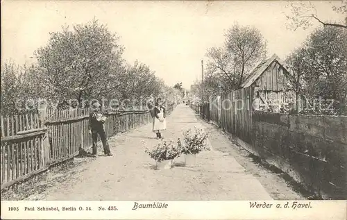 Werder Havel Baumbluete / Werder /Potsdam-Mittelmark LKR