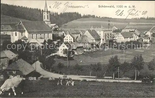 Schoenwald Schwarzwald mit Kuehen / Schoenwald im Schwarzwald /Schwarzwald-Baar-Kreis LKR
