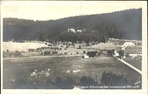 Seebrugg Schluchsee Kuehe / Schluchsee /Breisgau-Hochschwarzwald LKR