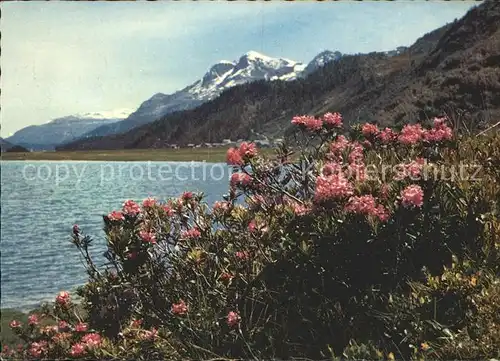 Silsersee Alpenrosen  Kat. Sils Maria