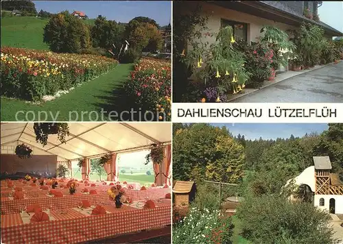 Luetzelflueh Goldbach Dahlienschau Kat. Luetzelflueh Goldbach