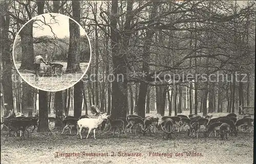 Kirchrode Fuetterung des Wildes Tiergarten Kat. Hannover
