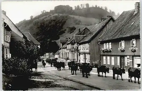 Wieda Wieda Wache Kuhherde * / Wieda /Osterode Harz LKR