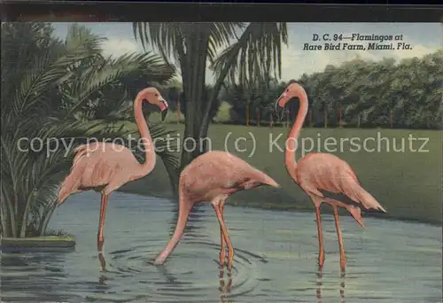Miami Florida Flamingos Bird Farm / Miami /