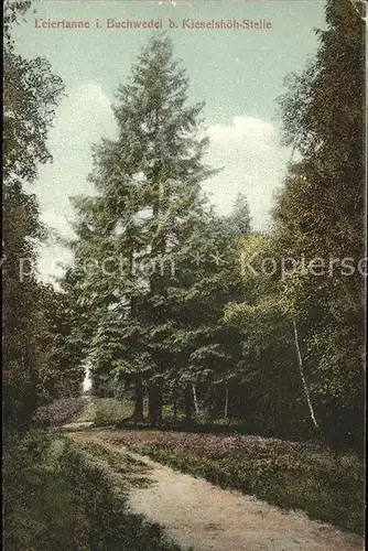 Stelle Harburg Leiertanne im Buchwedel Kieselshoeh Kat. Stelle