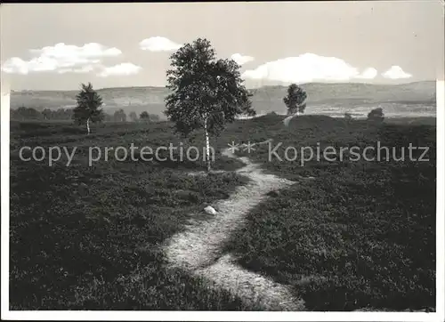 Schierhorn Naturschutzgebiet Lueneburger Heide Kat. Hanstedt