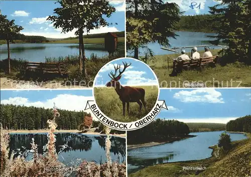 Buntenbock Uferpartie Badeteich Hasenbacher Teich Prinzenteich Hirsch Kat. Clausthal Zellerfeld