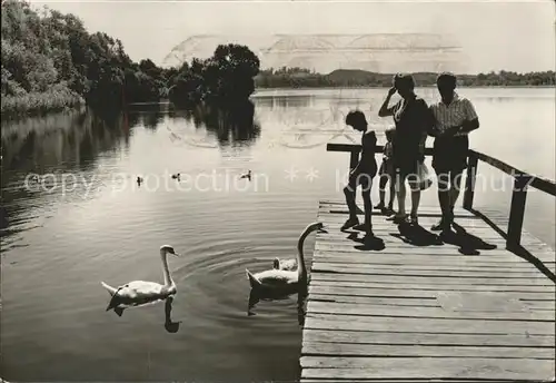 Koelpinsee Loddin Bootssteg Schwaene Kat. Loddin