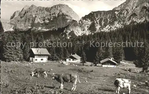 Mittenwald Bayern Vereinsalm Kuehe Karwendelgebirge Kat. Mittenwald