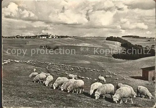 Gerstetten Ansicht mit weidenden Schafen Kat. Gerstetten