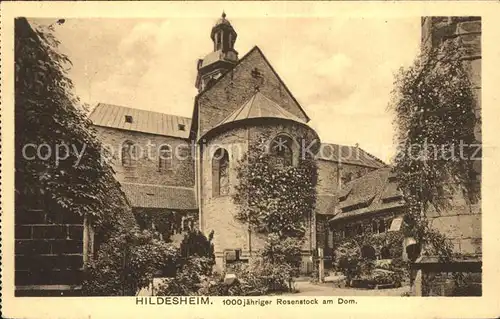 Hildesheim 1000jaehriger Rosenstock am Dom / Hildesheim /Hildesheim LKR