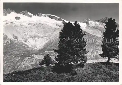 Aletschgletscher Schweizer Naturreservat Aletschwald Kat. Aletsch Grosser