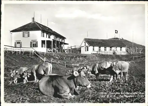 Hundwil Gasthaus Hundwilerhoehe Kuehe Kat. Hundwil