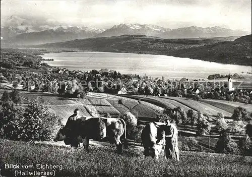 Eichberg Rheintal Hallwilersee Kuehe Kat. Eichberg