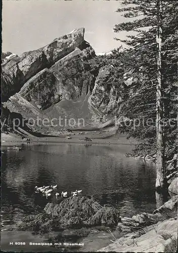 Seealpsee Rossmad Kat. Schwende