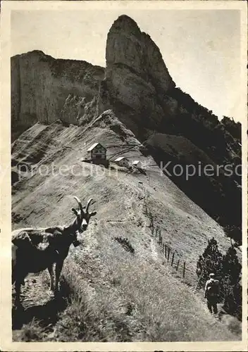 Alpstein Berggasthof Staubern Steinbock Ziege Kat. Alpstein