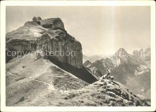 Hoher Kasten mit Staubern Schafe