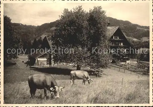 Hemberg SG Pension Stocken Kuehe / Hemberg /Bz. Toggenburg