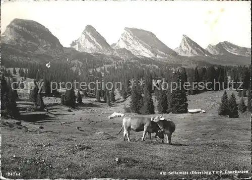 Churfirsten Alp Sellamatt Kuehe Kat. St Gallen