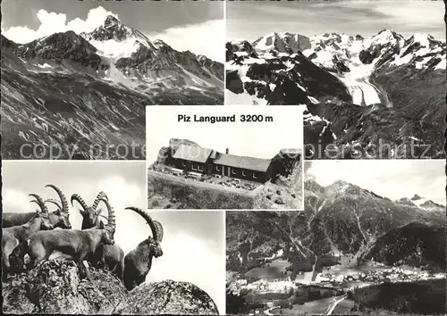 Piz Languard Gebirgspanorama Berghuette Steinboecke Kat. Piz Languard