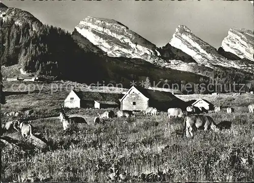 Wildhaus SG Alp Sellamatt Kuehe mit Churfirsten Appenzeller Alpen Kat. Wildhaus