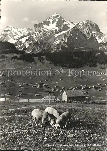 Wildhaus SG Panorama mit Saentis und Schafberg Appenzeller Alpen Schafe Kat. Wildhaus