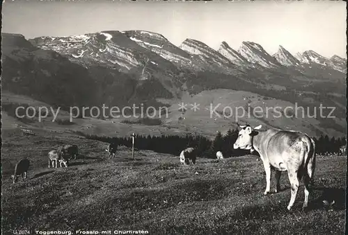 Wildhaus SG Frosalp mit Churfirsten Almwiese Kuehe Appenzeller Alpen Kat. Wildhaus