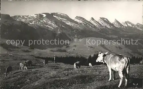 Wildhaus SG Frosalp mit Churfirsten Almwiese Kuehe Appenzeller Alpen Kat. Wildhaus