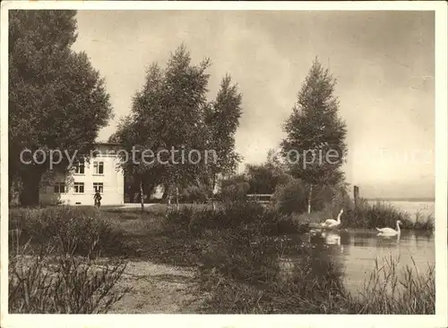 Altenrhein Partie am Alten Rhein Schwaene Kat. Altenrhein