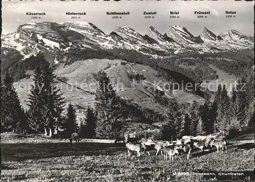 Unterwasser Toggenburg mit Churfirsten Iltiosbahn Rinderherde Kat. Unterwasser