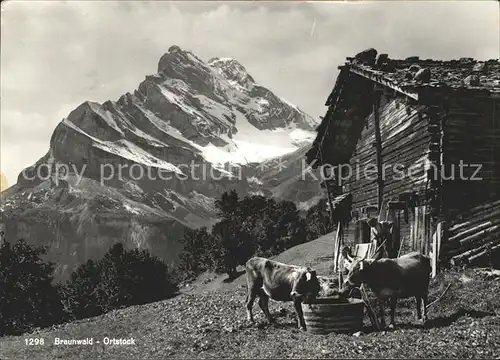 Braunwald GL Auf der Alm Kuehe Blick zum Ortstock Glarner Alpen Kat. Braunwald