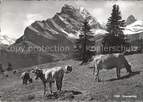 Braunwald GL Braunwaldalp Almwiese Kuehe Glarner Alpen Kat. Braunwald