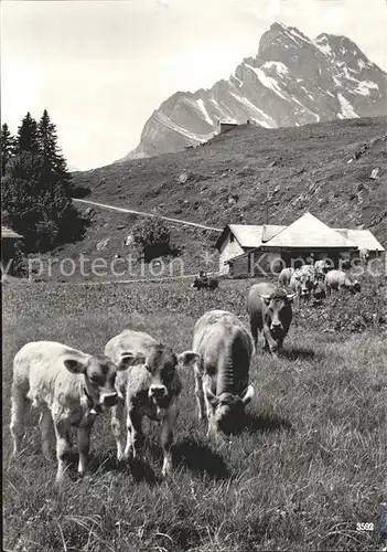 Braunwald GL Braunwaldalp mit Ortstock Glarner Alpen Kuehe Kat. Braunwald