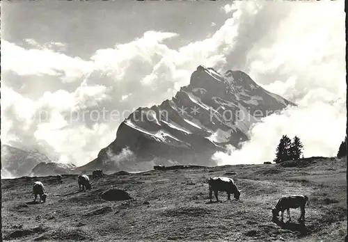 Braunwald GL Braunwaldalp mit Ortstock Glarner Alpen Kuehe Kat. Braunwald