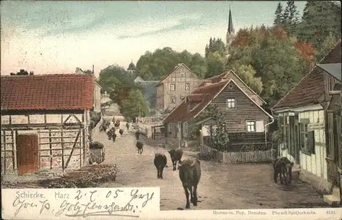 Schierke Harz Harz Kuehe / Schierke Brocken /Harz LKR