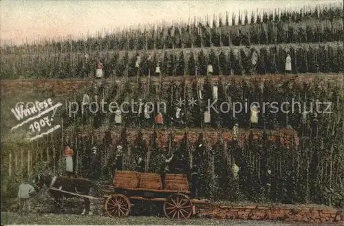 Ahrweiler Grafschaft Weinfese Gebr. Both auf Weingut Burghof / Grafschaft /Ahrweiler LKR