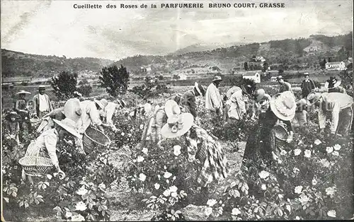 Grasse Alpes Maritimes Cueillette des Roses Parfumerie Bruno Court / Grasse /Arrond. de Grasse