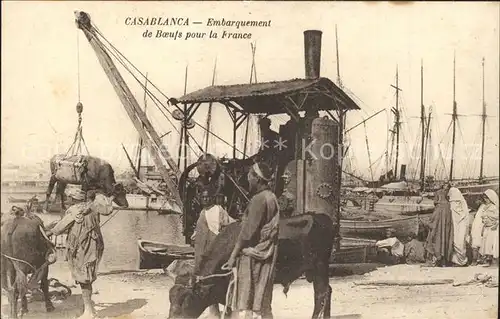 Casablanca Embarquement de Boeufs pour la France / Casablanca /
