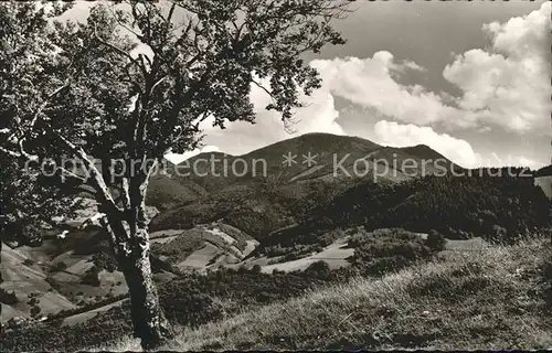 Untermuenstertal Baum Berge Kat. Muenstertal