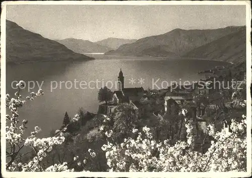 Ronco TI Panorama Lago Maggiore Langensee Baumbluete / Ronco /Bz. Locarno