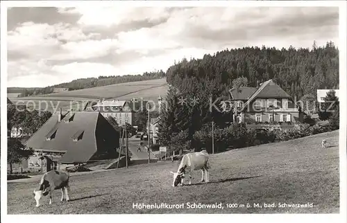 Schoenwald Schwarzwald mit Kuehen  Kat. Schoenwald im Schwarzwald