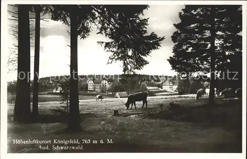 Koenigsfeld Schwarzwald Kuehe am Waldesrand Kat. Koenigsfeld im Schwarzwald