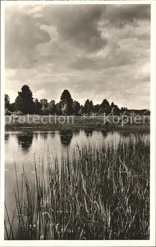 Wilhelmsdorf Wuerttemberg Riedsee Schilf Kat. Wilhelmsdorf